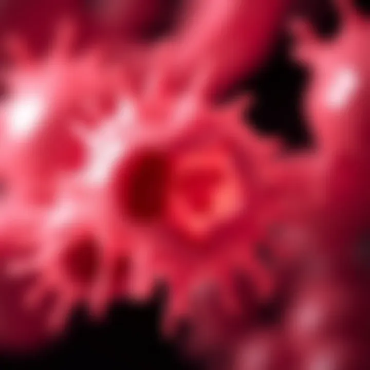 Microscopic view of an amoeba undergoing binary fission showing the division of the nucleus and cytoplasm