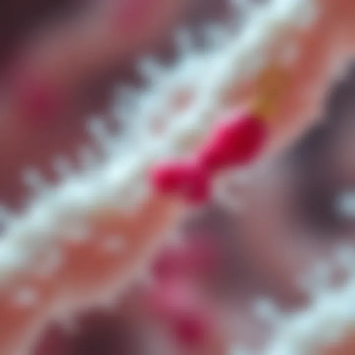 Illustration of bacterial population growth due to asexual reproduction