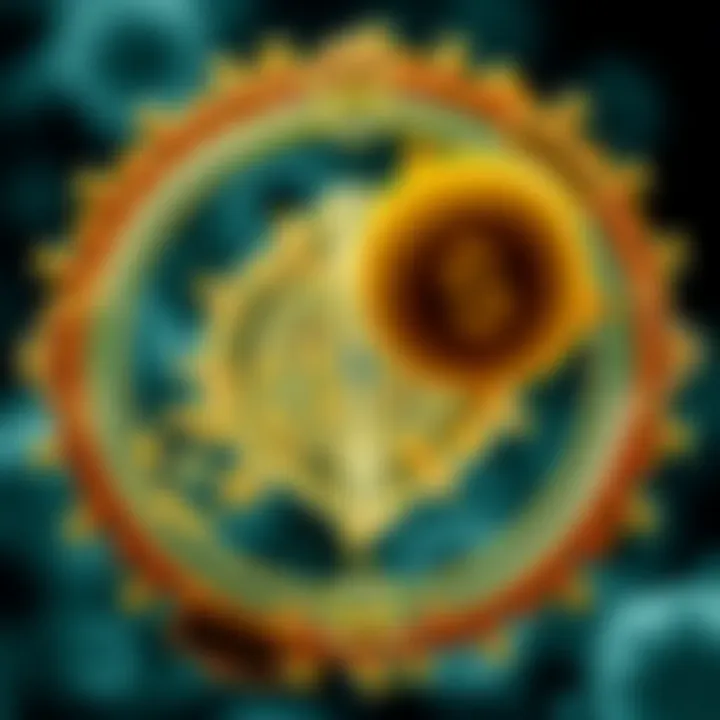 Diagram of a single bacterial cell undergoing division showing DNA replication and cell membrane formation