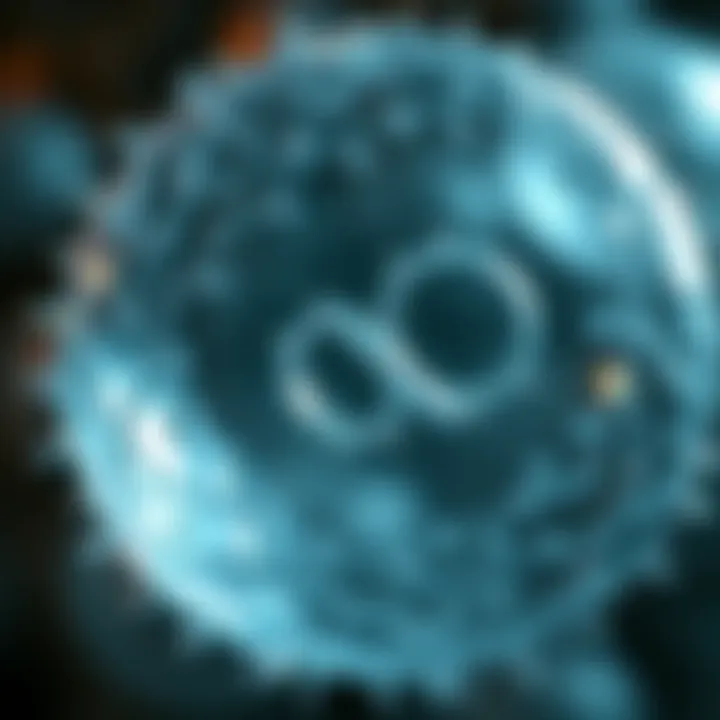 Diagram showing the stages of binary fission in a bacterial cell